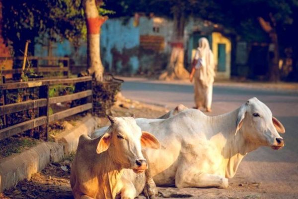 History-of-cow-protection-in-India